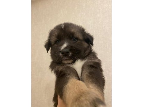 Husky alman kurdu kırması