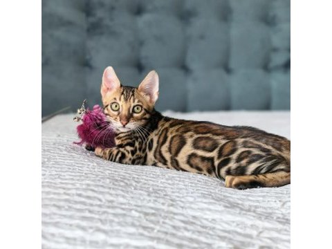 Üst kaliteli bengal erkek