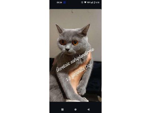 Ücretsiz dişi british shorthair