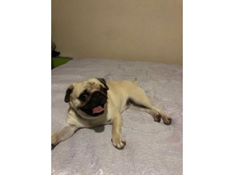 Pug cinsi köpeğim sahiplendirilecektir