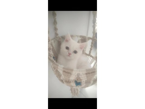 Beyaz ve gri 3,5 aylık erkek british shorthair yavrular
