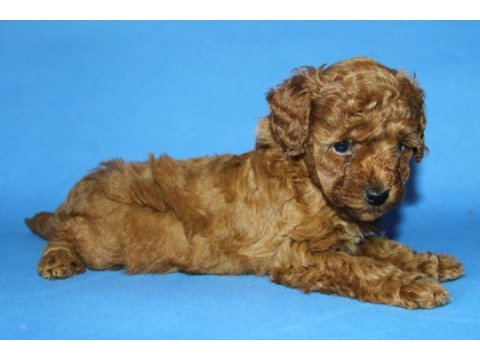 Tea cup toy poodle yavru