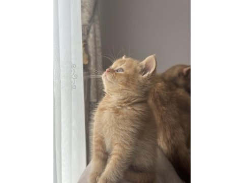 British shorthair