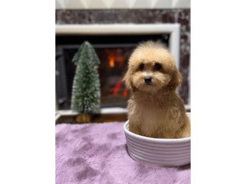 Sevimli maltipoo yavrularımız