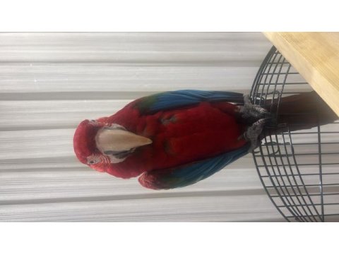 Ara macaw papağanı