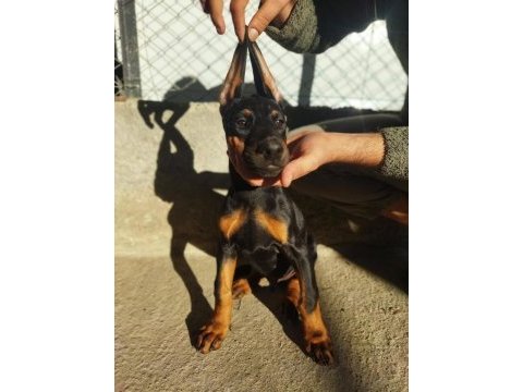 Üst kalite erkek doberman yavrularımız