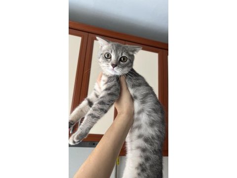 British shorthair 3,5 aylık