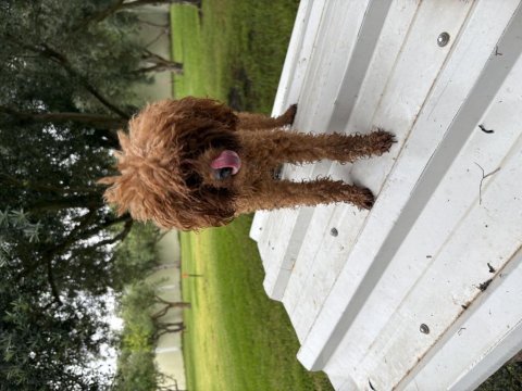 12-13 aylık toy poodle dişi
