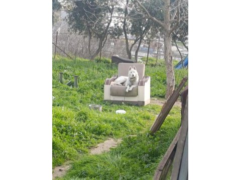 Haski beyaz albenio sibirya kurdu