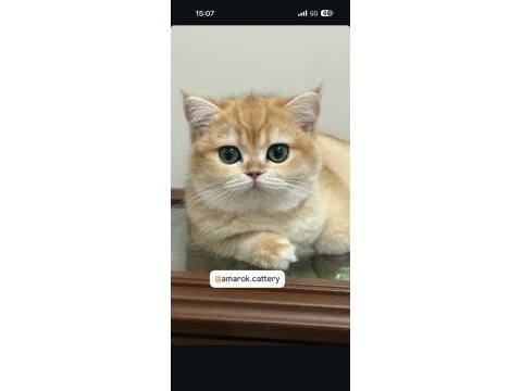 British shorthair golden yavrusu ciddi alıcılar