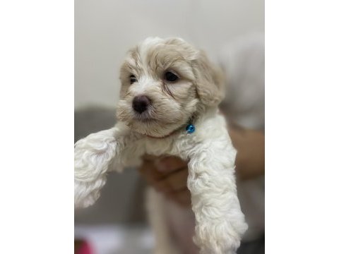 Maltipoo 70 günlük