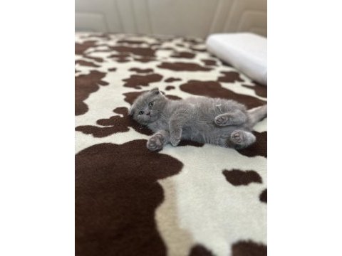 Safkan scottish fold top kafa