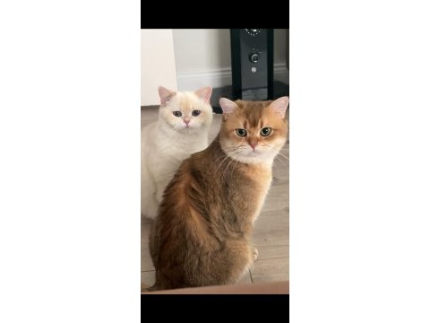 Muhteşem kalite safkan british shorthair bebekler