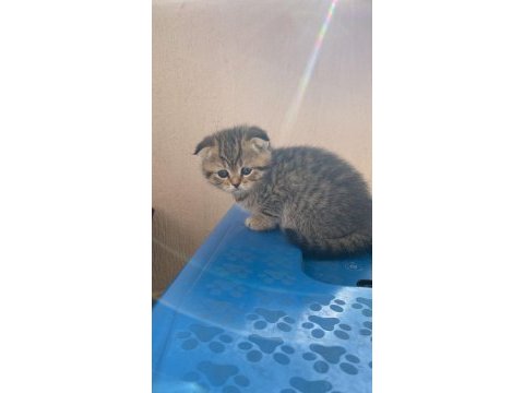 Yavru kedim scottish fold