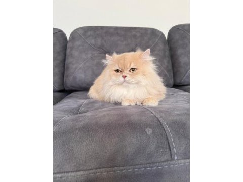 British longhair erkek