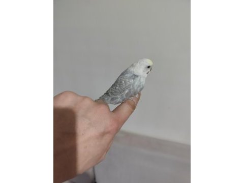Yeni yeme düşen bebek muhabbet kuşu yavrular
