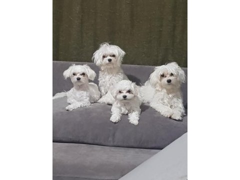 Petmode köpek çiftliğinden kore kan maltese