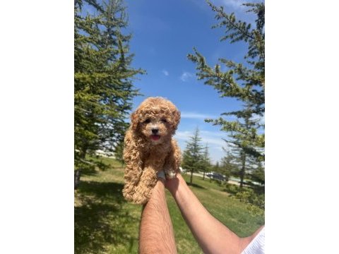 Yüksek kalite dişi maltipoo bebeğimiz
