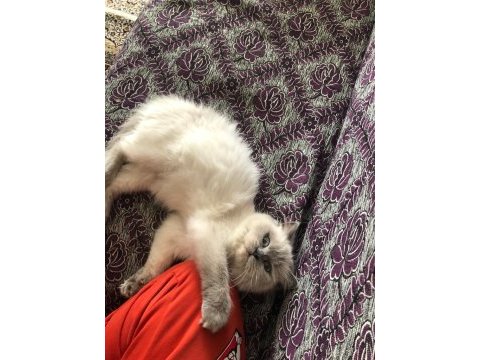 Ücretsiz sahiplendirme british longhair