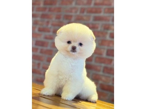 Dünyalar tatlısı ayı surat pomeranian boo