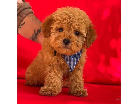 Redbown dişi toy poodle