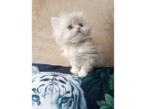 British longhair golden erkekler