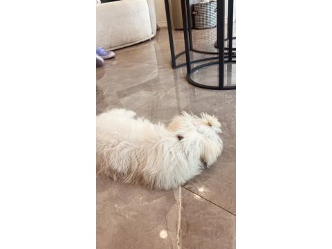 4 aylık maltipoo dişi