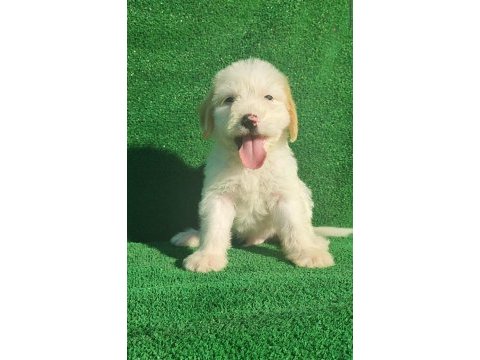 Maltipoo erkek ve dişi bebegim