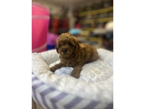 Teacup toy poodle güzelliği @petclubadana