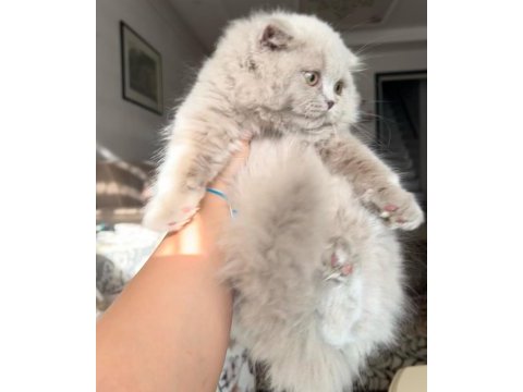 Scottish fold lilac erkek