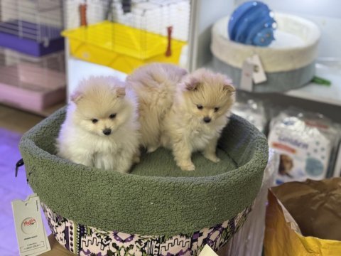 Pomeranian boo emmeyi bıraktılar 2 adet yavrum var