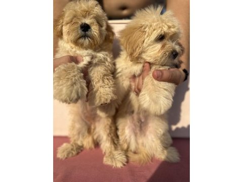 Maltipoo özel ırk yavrularımız