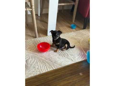 Chihuahua (şivava)