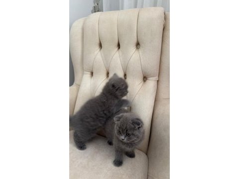 Erkek dişi safkan bebek kediler