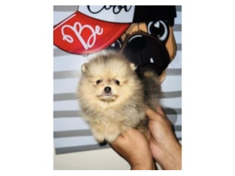 Pomeranian yavrularımız