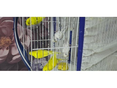 Dişi erkek muhabbet kuşlar