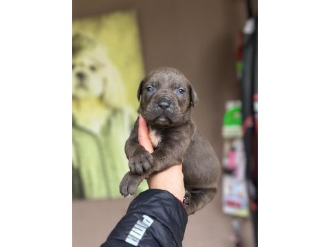 Dev cane corso yavrular