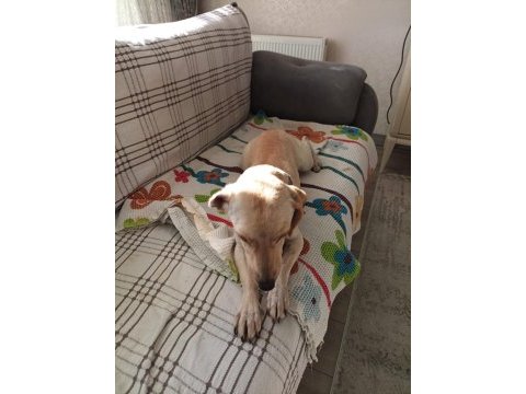 Ücretsiz melez büyümeyen köpeğimiz