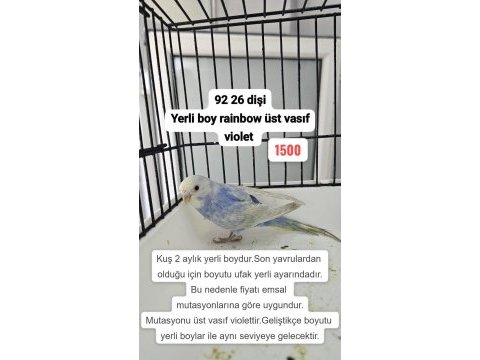 3 adet rainbow muhabbet kuşu uygun açıklamayı okuyun