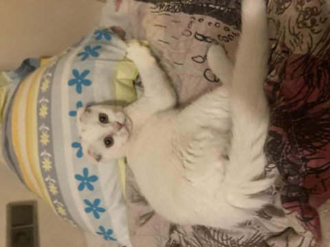 3aylık scottish kedi