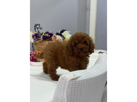 Kore toy poodle yavrular