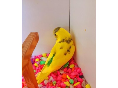 Yeni bebek dişi muhabbet kuşu renk güzeli