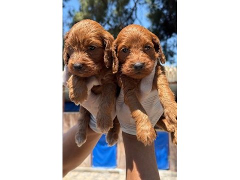 Maltipoo yavrularımız