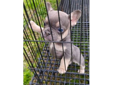 Güzeller güzeli french bulldog bebeklerimiz