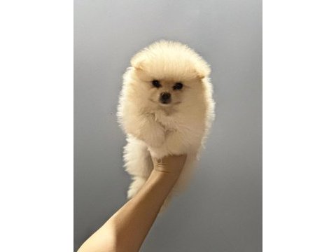 A kalite pomeranian boo köpeği yavruları