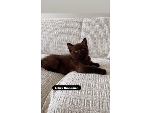 Muhteşem güzellik bebek kediler