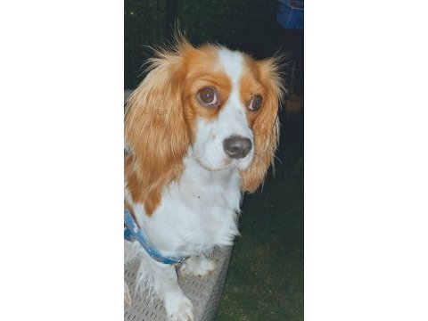 Cavalier king charles kızımız 3 yaşında
