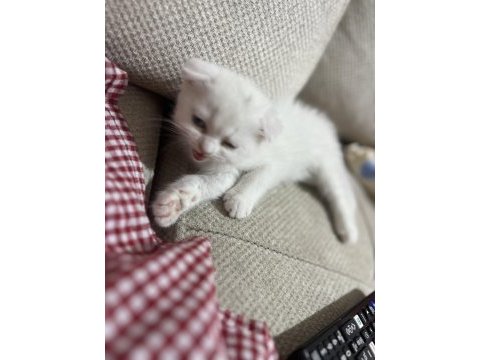 4 aylık dişi scottish fold