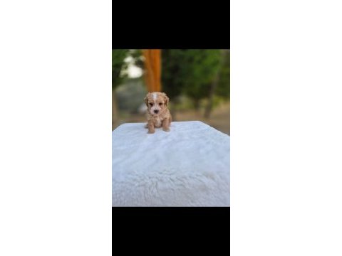 Maltipoo  yavrularımız 