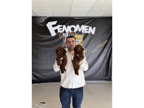 Kaliteeeeee arayanlara maltipoo yavrular ankara mağazamzda